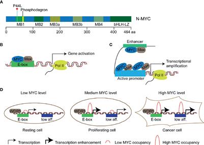 Molecular Mechanisms of MYCN Dysregulation in Cancers